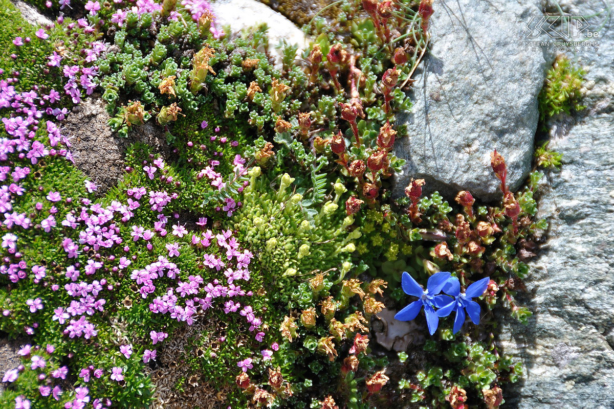 Naar Eaux Rousses In de alpenweiden bloeien er ontzettend veel bloemen waaronder de gele rolklaver (Lotus corniculatus) en blauwe voorjaarsgentianen (Gentiana verna). Stefan Cruysberghs